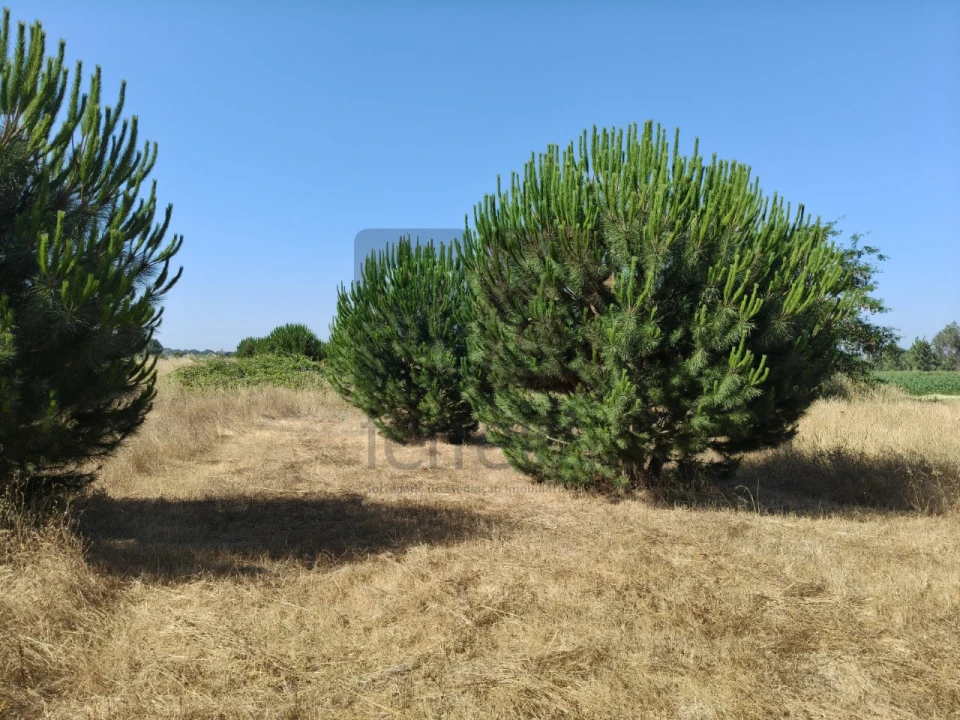 Terreno para Venda em Alpiarça Foto 8