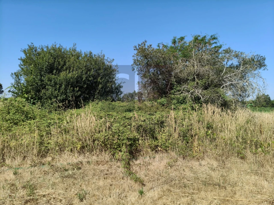 Terreno para Venda em Alpiarça Foto 12