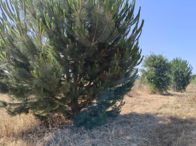 Terreno para Venda em Alpiarça Foto 5
