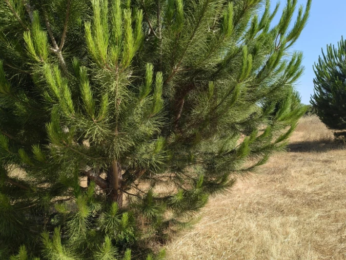 Terreno para Venda em Alpiarça Foto 13