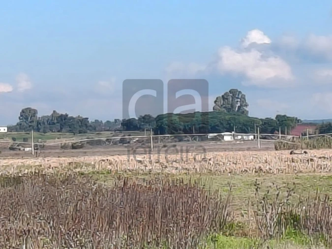 Terreno para Venda em Alpiarça Foto 7