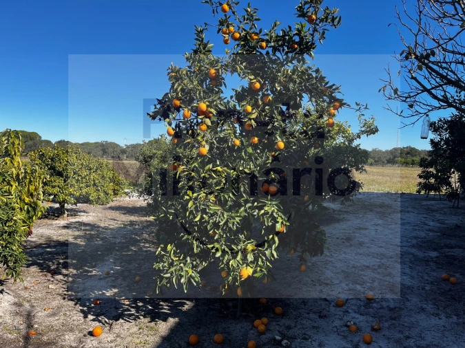 Quinta T3 para Venda em Torrão Foto 16