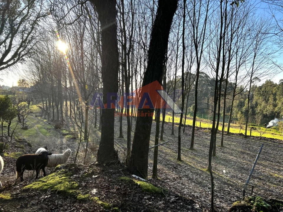 Terreno para Venda em O. Azeméis, Riba-Ul, Ul, Macinhata Seixa, Madail Foto 5