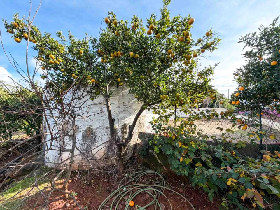 Quinta T3 para Venda em Silves Foto 18