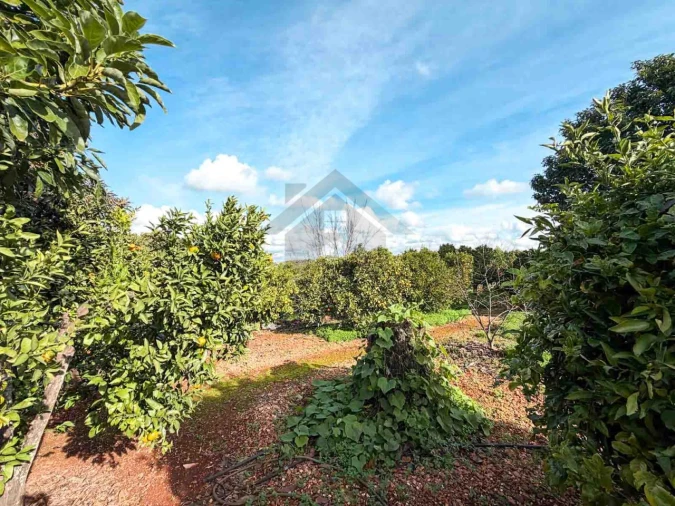 Quinta T3 para Venda em Silves Foto 28