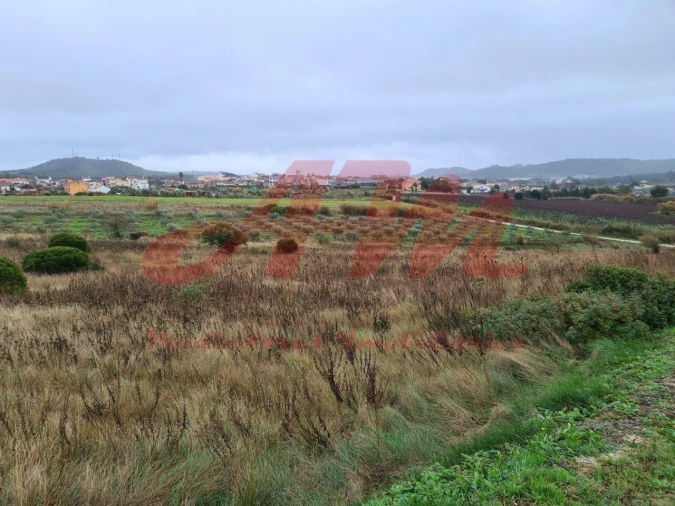 Terreno Agricola ou Rústico para Venda em Lamas e Cercal Foto 9