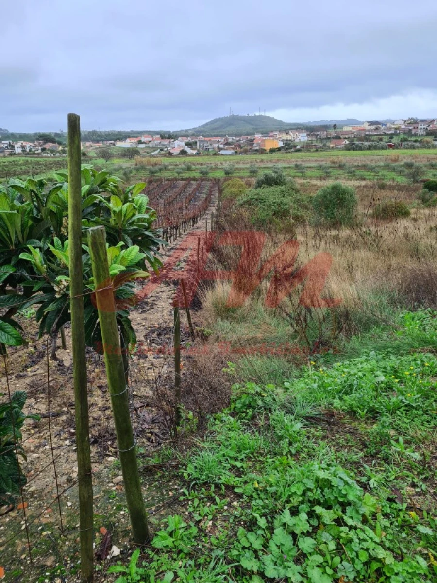 Terreno Agricola ou Rústico para Venda em Lamas e Cercal Foto 5
