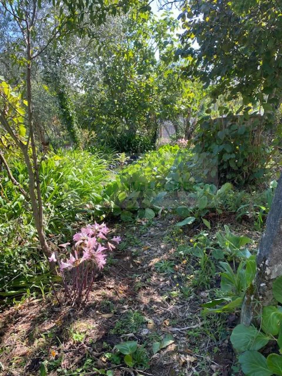 Moradia T3 para Venda em Cedrim e Paradela Foto 19