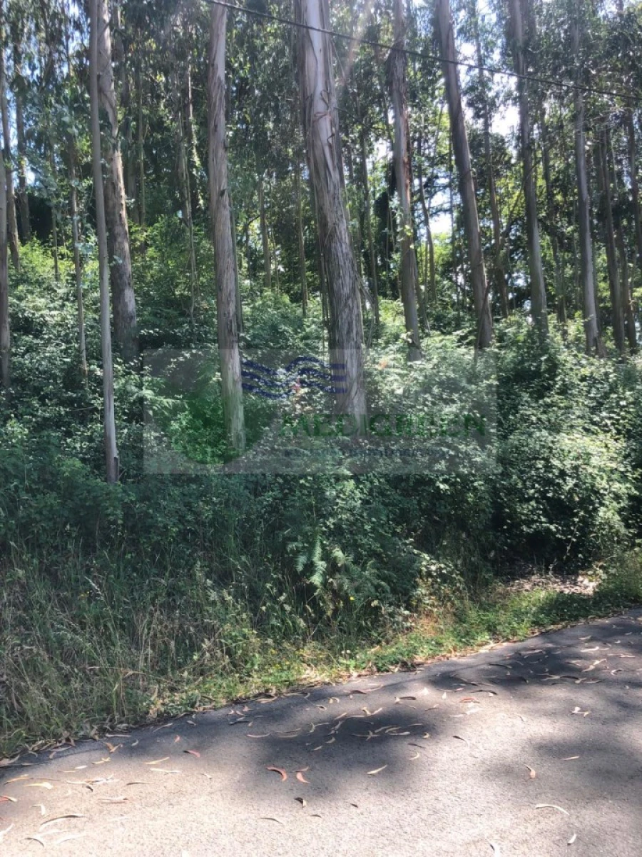 Terreno para Venda em Cedrim e Paradela Foto 15