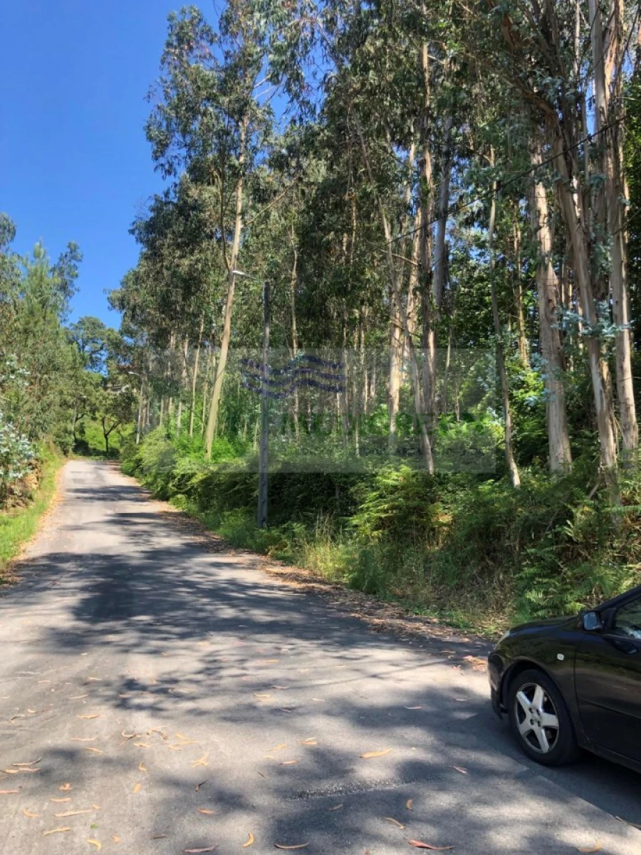 Terreno para Venda em Cedrim e Paradela Foto 16