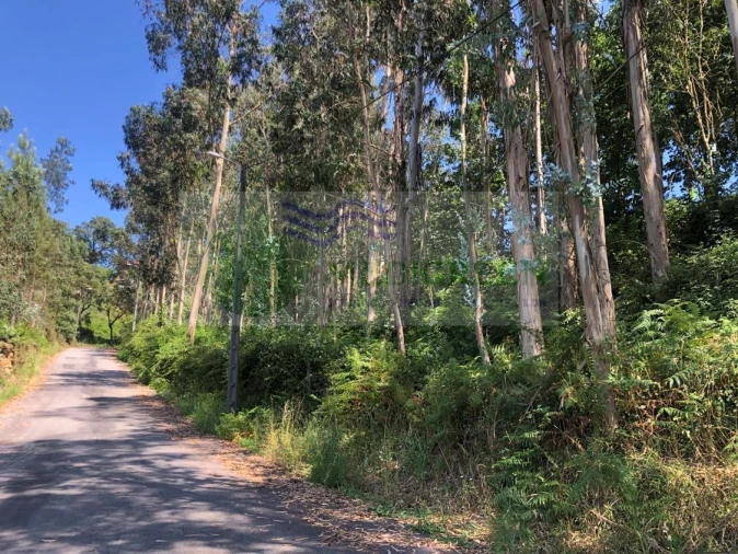 Terreno para Venda em Cedrim e Paradela Foto 18