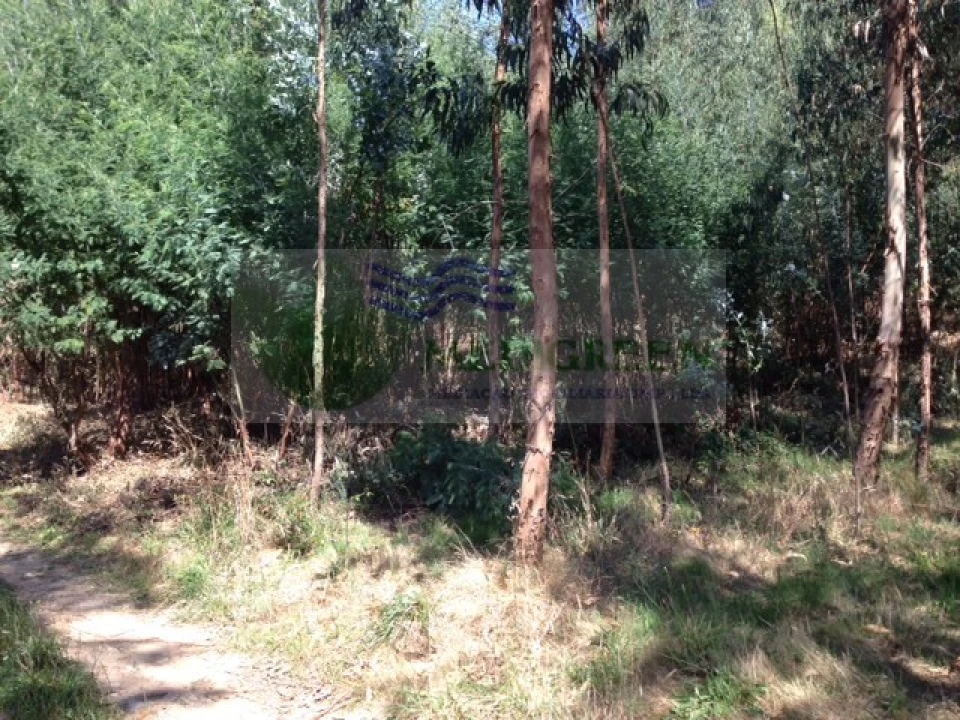 Terreno para Venda em Valongo do Vouga Foto 7