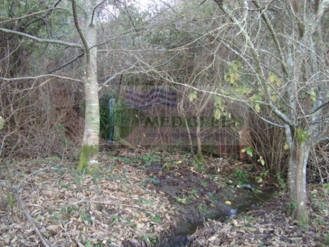 Quinta para Venda em São Pedro de Castelões Foto 1