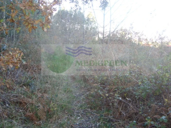 Quinta para Venda em São Pedro de Castelões Foto 3