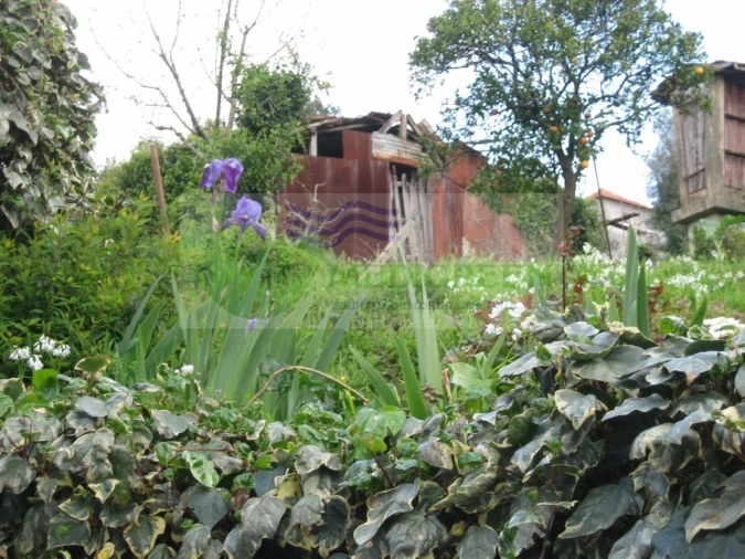 Quinta para Venda em Macinhata do Vouga Foto 8