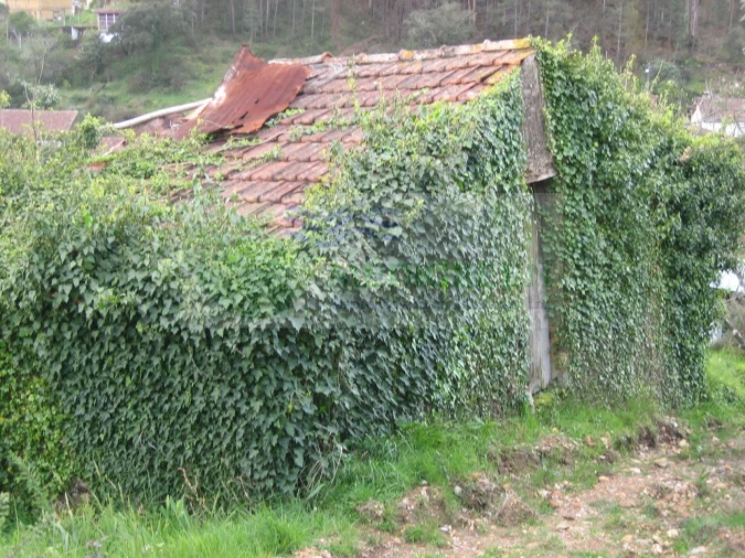 Quinta para Venda em Macinhata do Vouga Foto 9