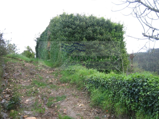 Quinta para Venda em Macinhata do Vouga Foto 10