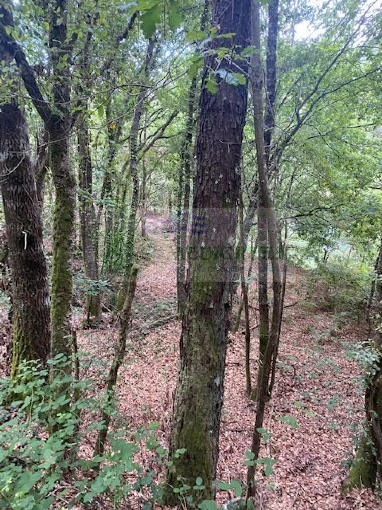 Terreno para Venda em Arcozelo das Maias Foto 5