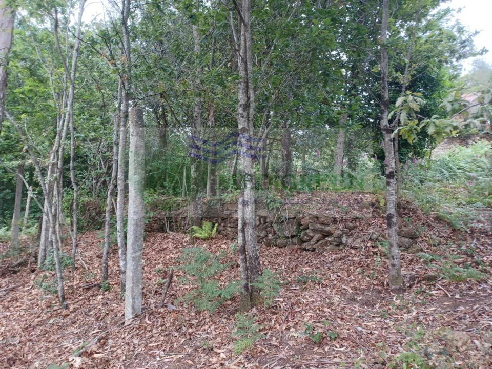 Quinta para Venda em Silva Escura e Dornelas Foto 3