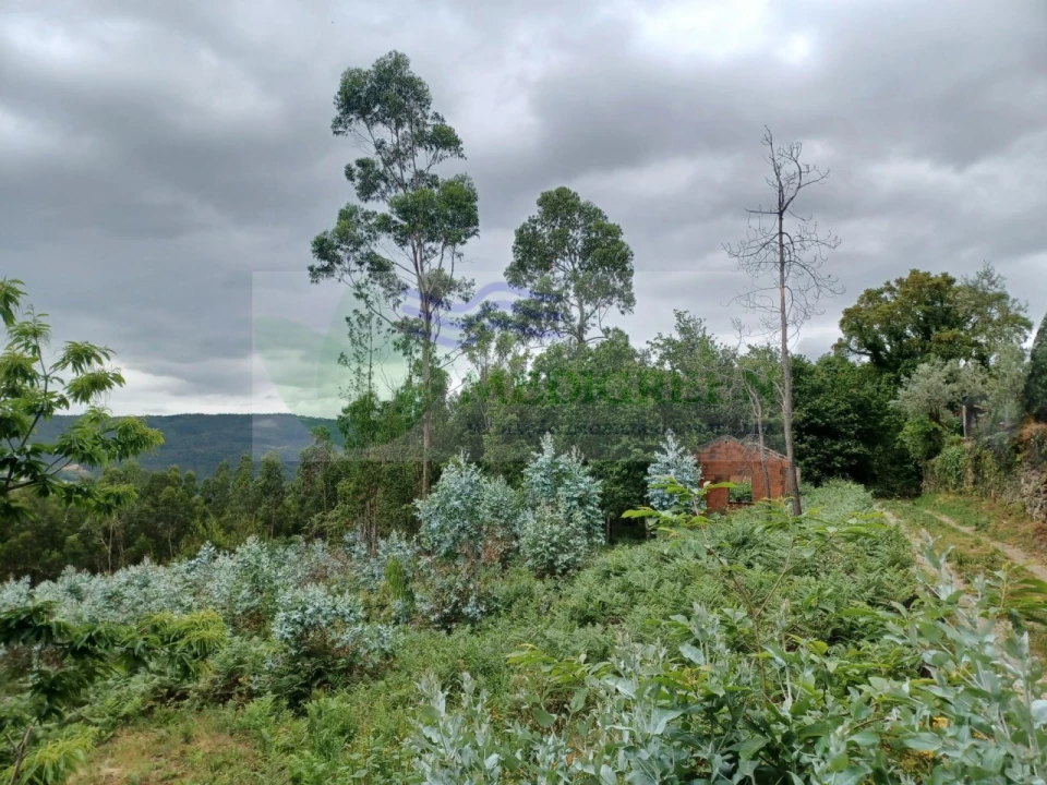 Quinta para Venda em Silva Escura e Dornelas Foto 12