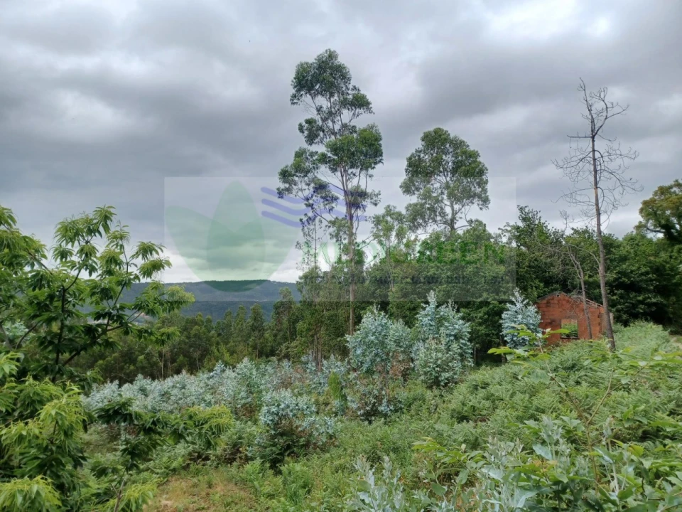 Quinta para Venda em Silva Escura e Dornelas Foto 13