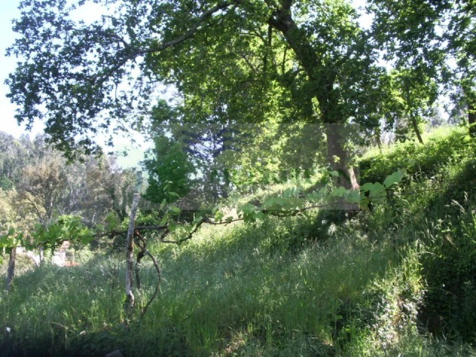 Quinta para Venda em Cedrim e Paradela Foto 12