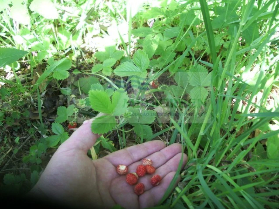 Quinta para Venda em Cedrim e Paradela Foto 35