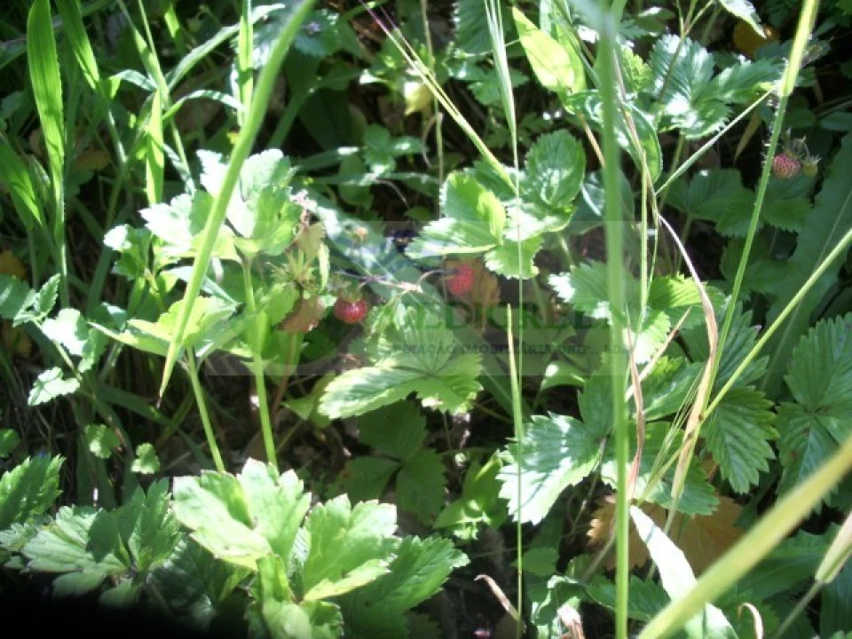 Quinta para Venda em Cedrim e Paradela Foto 37