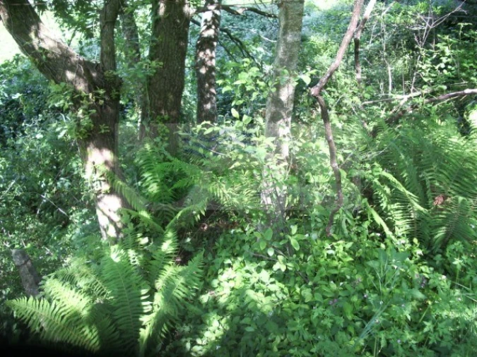 Quinta para Venda em Cedrim e Paradela Foto 33
