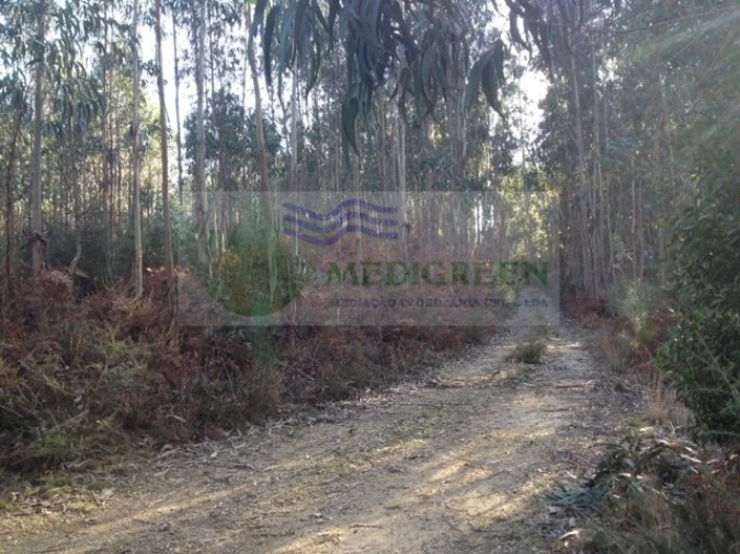 Terreno para Venda em Pessegueiro do Vouga Foto 1