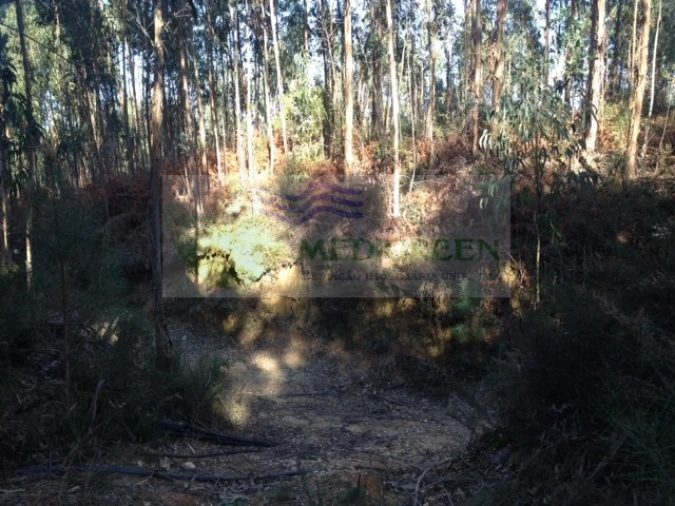Terreno para Venda em Pessegueiro do Vouga Foto 3