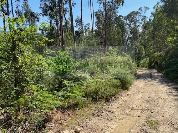 Terreno para Venda em Couto de Esteves Foto 3