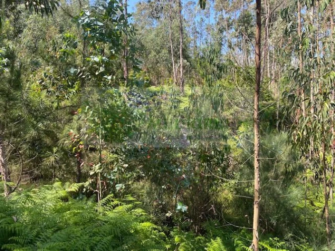 Terreno para Venda em Couto de Esteves Foto 5