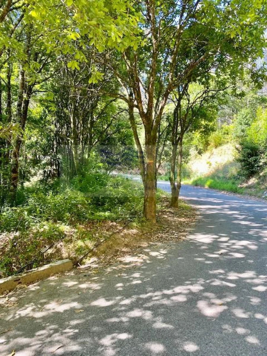 Terreno para Venda em Pessegueiro do Vouga Foto 1