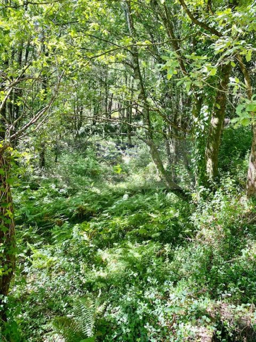 Terreno para Venda em Pessegueiro do Vouga Foto 2