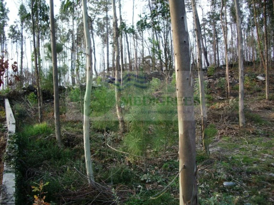 Terreno para Venda em Rocas do Vouga Foto 3