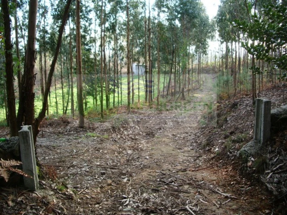 Terreno para Venda em Rocas do Vouga Foto 5