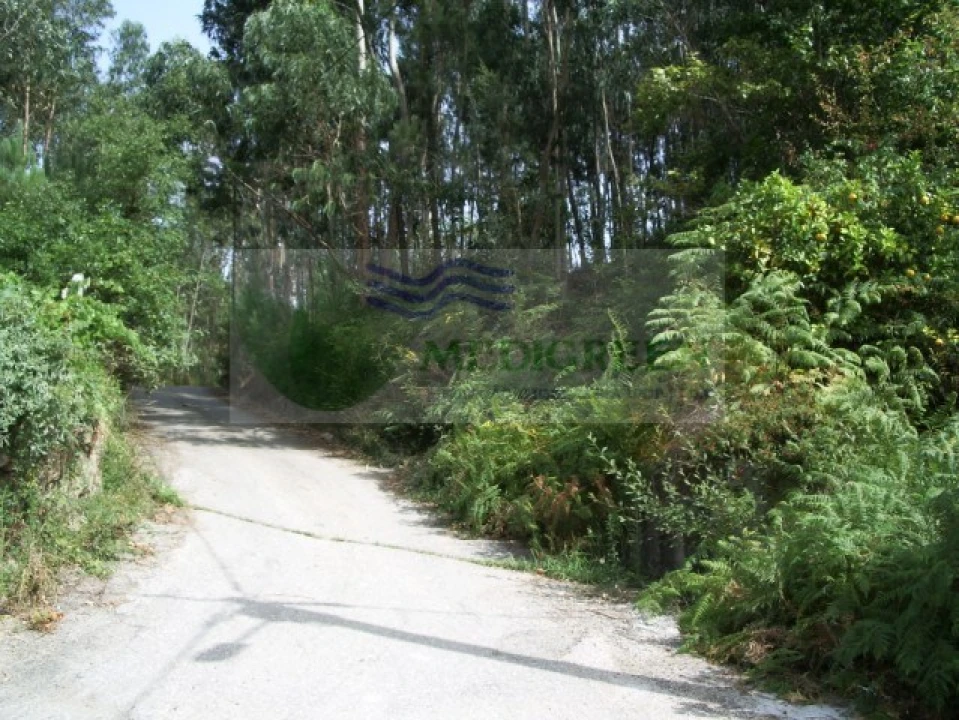 Terreno para Venda em Pessegueiro do Vouga Foto 2