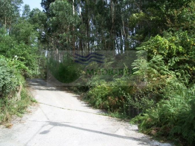 Terreno para Venda em Pessegueiro do Vouga Foto 2