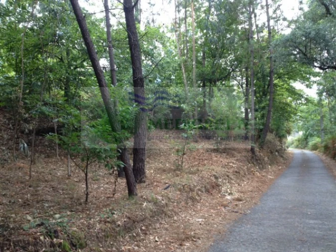 Terreno para Venda em Rocas do Vouga Foto 4
