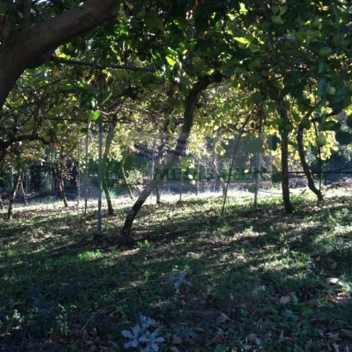 Terreno para Venda em Silva Escura e Dornelas Foto 5