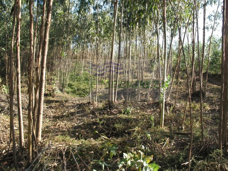 Terreno para Venda em Silva Escura e Dornelas Foto 1