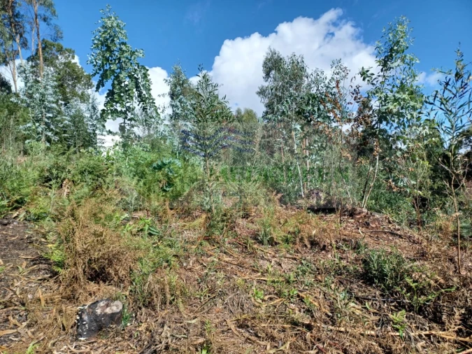 Terreno para Venda em Sever do Vouga Foto 11
