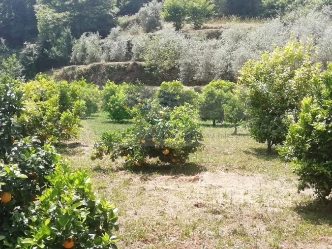 Quinta para Venda em Couto de Esteves Foto 16