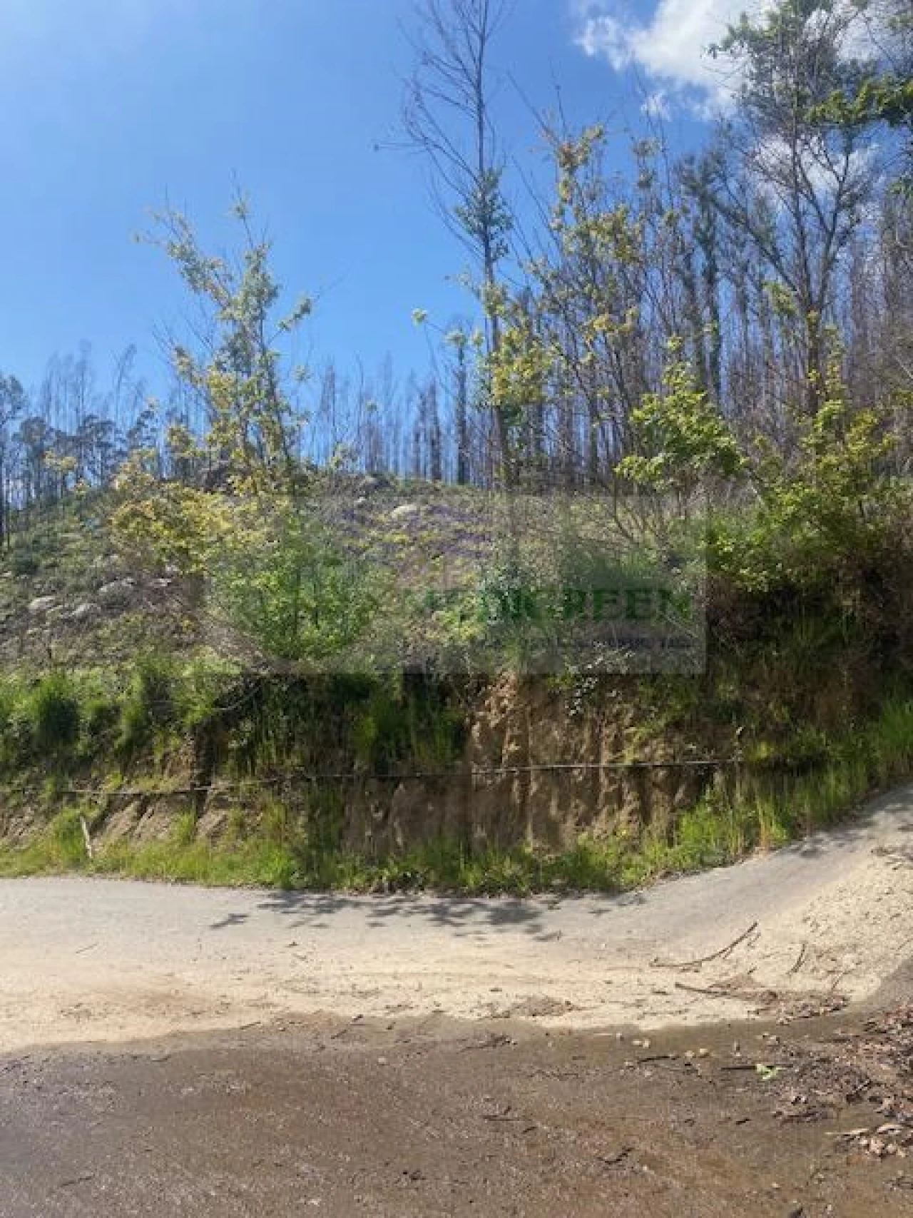 Terreno para Venda em Pessegueiro do Vouga Foto 4