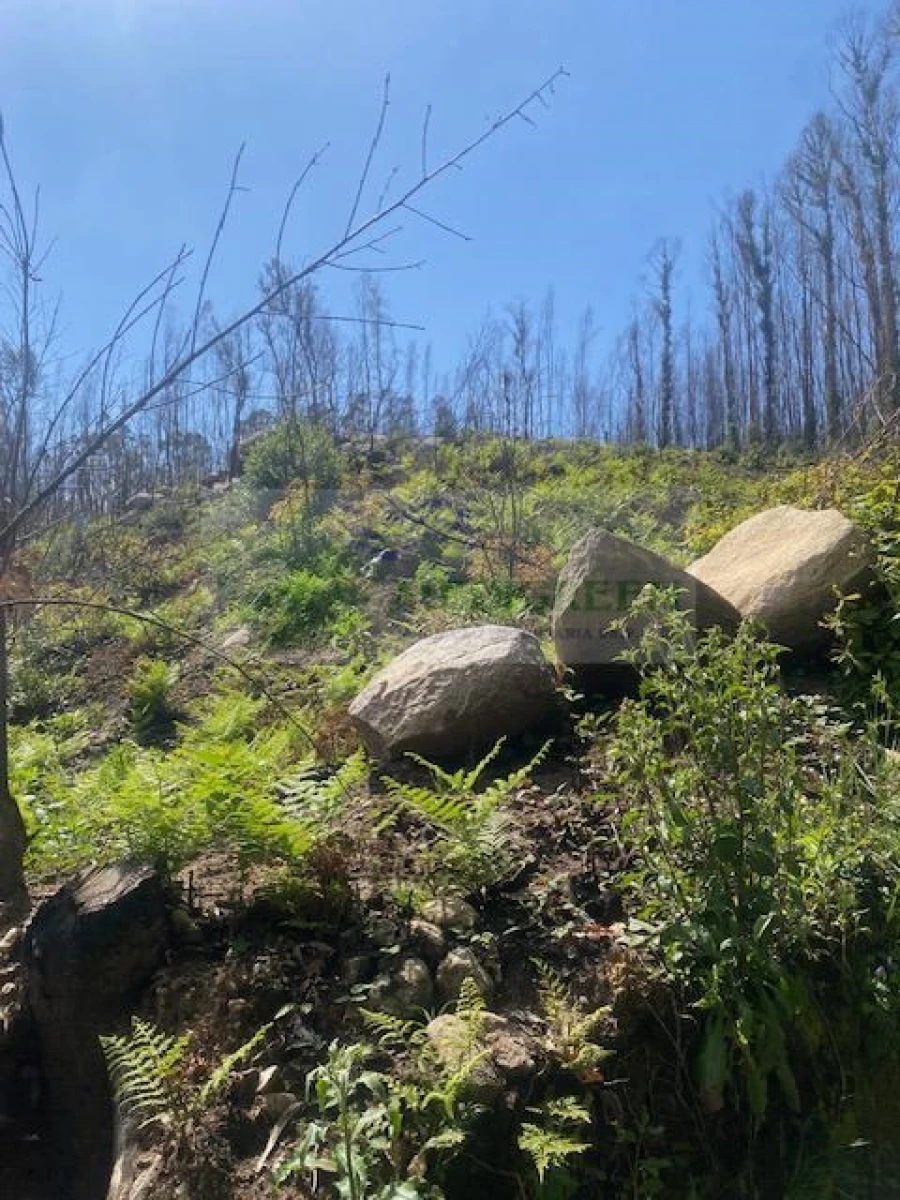 Terreno para Venda em Pessegueiro do Vouga Foto 5