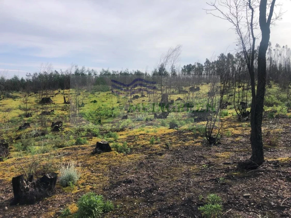 Terreno para Venda em Albergaria-A-Velha e Valmaior Foto 2