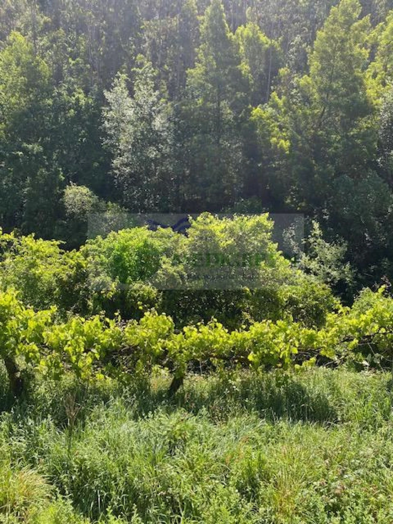 Terreno para Venda em Cedrim e Paradela Foto 7