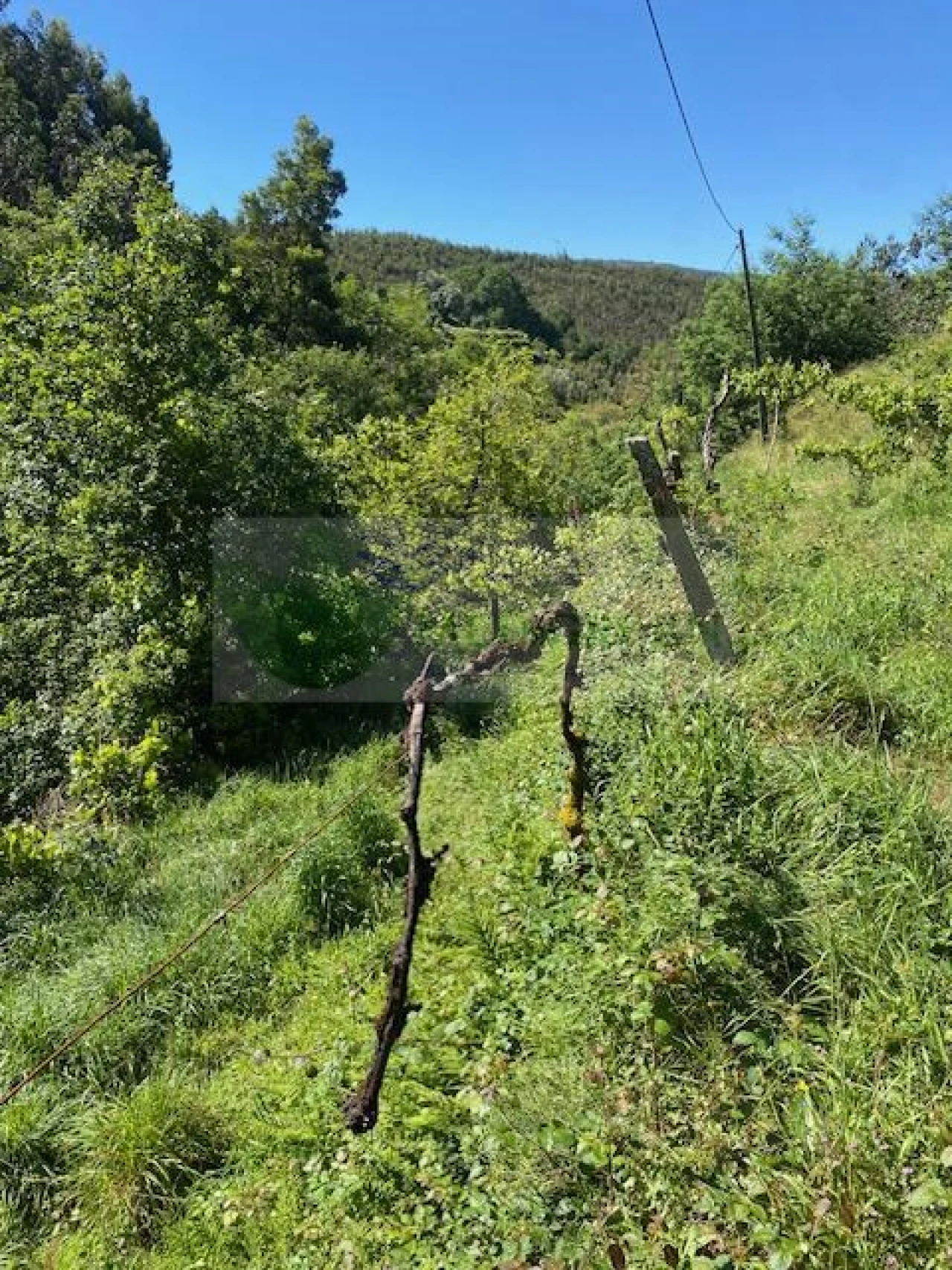 Terreno para Venda em Cedrim e Paradela Foto 8