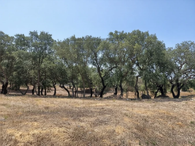 Terreno para Venda em Alvor